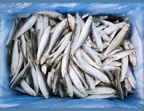 SPRATS (IQF)